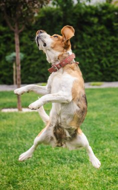 Açık hava eğitimi sırasında yeşil çimlerde zıplayan av köpeği, odaklanmış ifadeyle orta sıçrayışta yakalandı. Yüksek kalite fotoğraf