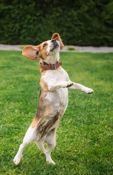 Av köpeği yeşil çimlerde oyun oynarken kulakları kulaklarıyla havada dikiliyor. Yüksek kalite fotoğraf