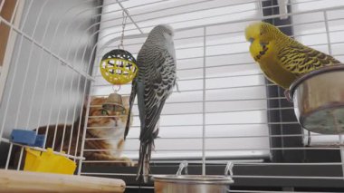 Meraklı bir kedi kuş kafesinin parmaklıklarından onlara bakarken tüneğin üzerinde sarılıp yatan renkli muhabbet kuşları. Yüksek kalite 4k görüntü