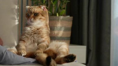 Sevimli ciddi kızıl İskoç kedisi, bacakları açık bir insan gibi oturur ve sabah ışığında komik bir şekilde yargılayıcı bir bakışla kameraya bakar. Yüksek kalite 4k görüntü