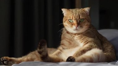 Kızıl İskoç kedisi patisini dramatik bir şekilde yalayarak dilini uzatır ve yoğun bir ifadeyle yumuşak bir yatakta neşeli, vahşi bir tımar anı yaratır. Yüksek kalite 4k görüntü