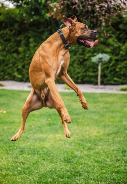 Yeşil bir arka bahçede neşeli bir atlayışta, havadaki enerjik Alman boksör köpeği dili dışarı fırlamış ve kulakları uçuyor. Yüksek kalite fotoğraf