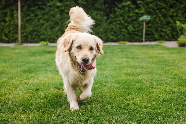 Golden Retriever arka bahçeye doğru koşuyor, dili dışarı çıkmış, enerjik ve neşeli bir şekilde açık hava bahçesindeki açık yeşil çimlerin üzerinde. Yüksek kalite fotoğraf