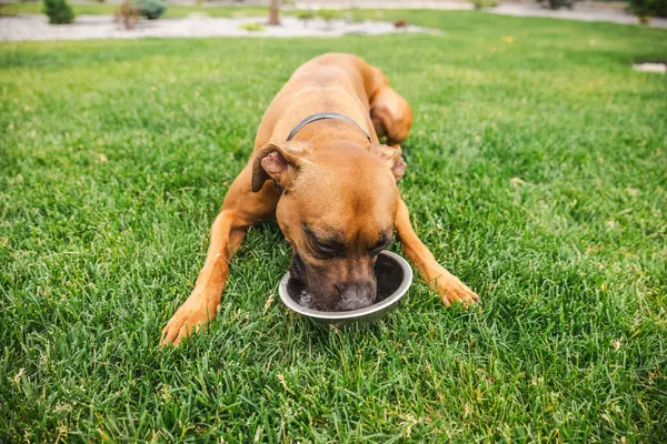 Alman boksör köpeği yeşil çimlere uzanıyor ve bahçede aktif oynadıktan sonra metal bir kaseden su içiyor. Yüksek kalite fotoğraf