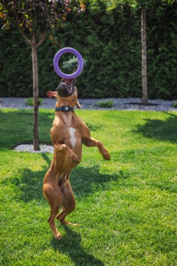 Alman boksör köpeği, güneşli arka bahçede mor oyuncak yüzüğü yakalamak için yeşil çimlere atlıyor. Havada neşeli ve enerjik bir an yakalanıyor. Yüksek kalite fotoğraf