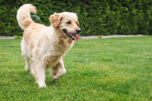 Arka bahçedeki yeşil çimlerde yürüyen Golden Retriever, dilleri dışarıda ve kuyrukları dışarıda oynarken mutlu görünüyor. Yüksek kalite fotoğraf