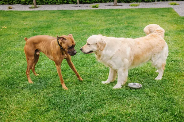 İki köpek yeşil çimlerin üzerinde karşı karşıya, bir kahverengi boksör ve bir Golden Retriever bahçede bir su kabının yanında etkileşim halindeler. Yüksek kalite fotoğraf