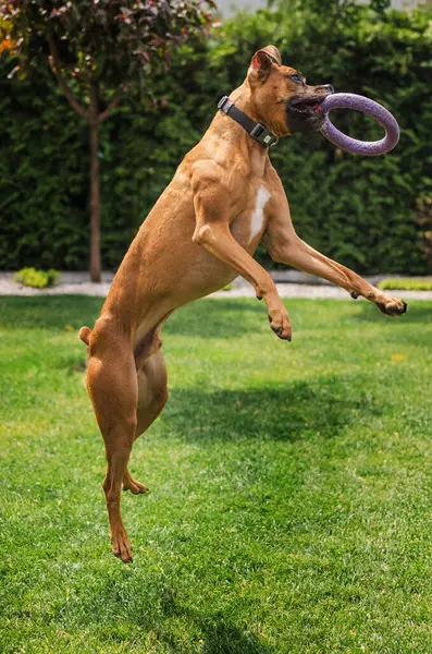 Atletik Alman boksör köpeği, güneşli bir çimenlikte ağzında mor bir yüzük oyuncağıyla yükseğe zıplıyor. Yüksek kalite fotoğraf