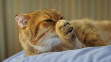 Yumuşak bir yatakta uzanmış pençelerini yalarken sevimli kızıl kedi, odaklanmış ve hafifçe haylaz bir bakışla kendini tımar ediyor. Yüksek kalite 4k görüntü