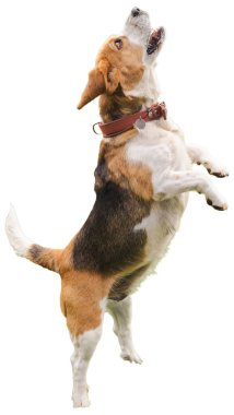 Arka ayakları üzerinde duran, havlayan ya da uluyan, beyaz arka planda izole edilmiş sevimli üç renkli av köpeği. Yüksek kalite fotoğraf