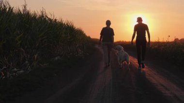 Genç çiftçi çift, gün batımında bir mısır tarlasının yanındaki toprak yolda Golden retriever 'larıyla yürüyor, kırsal yaşamı ve tarımı kucaklıyorlar. Yüksek kalite 4k görüntü