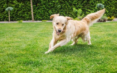 Golden Retriever bir arka bahçedeki yeşil çimlerin üzerinde neşeli bir şekilde koşuyor, enerjik ve neşeli görünüyor kulakları havada ve dili dışarıda. Yüksek kalite fotoğraf