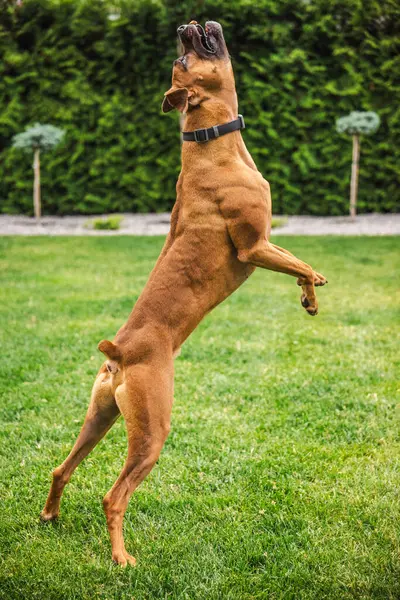 Kaslı kahverengi boksör köpeği yeşil bir bahçede arka ayaklarının üstüne atlıyor, ağızları açık bir şekilde uçan bir ziyafeti yakalamaya çalışıyor. Yüksek kalite fotoğraf