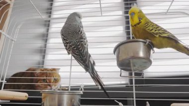 İki muhabbet kuşu bir kafesin içinde yemek kasesinin yanında tünemiş meraklı bir kedi onları parmaklıklardan dikkatle izlerken. Yüksek kalite 4k görüntü
