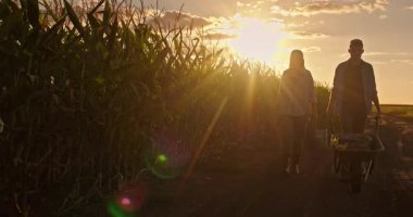 Gün batımında bir mısır tarlasının yanında yürüyen siluetli bir çift, bir kova taşıyorlar ve huzurlu kırsal bir ortamda sebze dolu bir el arabasını itiyorlar. Yüksek kalite 4k görüntü