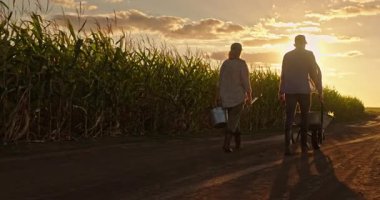Gün batımında bir mısır tarlasının yanındaki kırsal bir patika boyunca bir gün çalıştıktan sonra çiftlik aletleri ve el arabası taşıyan bir kadın ve erkek kameradan uzaklaşıyorlar. Yüksek kalite 4k görüntü