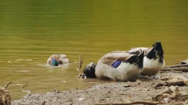 Doğal orman ortamında sakin yeşil bir göletin çamurlu kenarında üç yabani yaban ördeği arısı içecek ve yiyecek arayacak. Yüksek kalite 4k görüntü