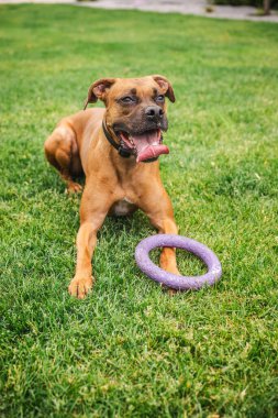 Kahverengi boksör köpeği yeşil çimlerin üzerinde ağzı açık ve dili açık bir şekilde uzanıyor, bir patisini arka bahçedeki mor lastik bir oyuncağın üzerinde dinlendiriyor. Yüksek kalite fotoğraf