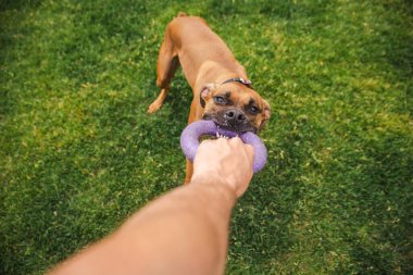 Kahverengi boksör köpeği, arka bahçedeki yeşil çimlerde oynanan enerjik bir römorkör oyunu sırasında birinin elinde tuttuğu mor yüzüklü oyuncağı şiddetle çekiyor. Yüksek kalite fotoğraf