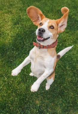 Yeşil çimlerin üzerinde zıplayan enerjik bir av köpeği, geniş kulakları ve neşeli bir ifadeyle, ön pençeleri havada ve kuyruğu havada uzanıyor. Yüksek kalite fotoğraf
