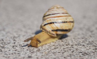 Çizgili bir bahçe salyangozunun güneş ışığında dokulu bir taş yüzeyde yavaşça sürünmesi. Yüksek kalite fotoğraf