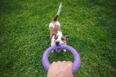 Enerjik Jack Russell Terrier, sahibinin elinde tuttuğu mor yüzüklü oyuncağı çekiştiriyor. Neşeli bir açık hava maçı sırasında açık yeşil çimlerde neşe içinde oynuyor. Yüksek kalite fotoğraf
