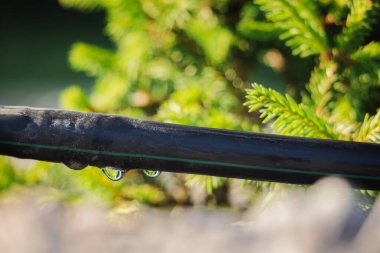 Su damlacıklarıyla siyah damlayan hortum yeşil kozalak dalları ve parlak güneş ışığıyla çevrili bir bahçe sulama sisteminin bir parçasını oluşturur. 