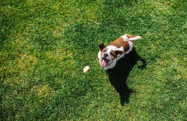 Enerjik Jack Russell Terrier, parlak güneş ışığı altında yemyeşil bir arka bahçede duran ağzı açık bir şekilde havadan atıştırmaya doğru sıçrıyor.