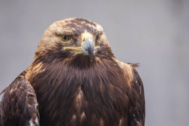 Altın kartal portresi. Tarafsız bir arkaplanda keskin gaga ve yoğun bakışları gösteriyor. Yüksek kalite fotoğraf