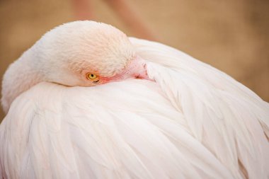 Resting flamingo with soft pink feathers and sharp yellow eye, its beak nestled in its plumage, creating a peaceful and intimate close-up. High quality photo