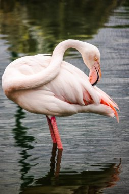 Pembe flamingo, bir bacağındaki sığ suyun içinde kıvrımlı gagasıyla tüylerini tımar ederken duruyor. Yüksek kalite fotoğraf