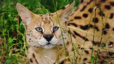 Serval, ağzı açık, dişleri açık, uzun otların arasına çömelmiş, tetikte bir ifade ve doğal çevrede benekli kürk sergiliyor. Yüksek kalite 4k görüntü