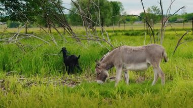 Eşek ve kara keçi, sessiz kırsal bir çayırda, kuru ağaç dalları arasında uzun yeşil çimenlerde birlikte otluyor. Yüksek kalite 4k görüntü