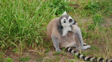 Halka kuyruklu lemurlar çimenli zeminde oturuyorlar, bacakları açık ve kuyrukları arkada uzanıyor, rahat bir poz vermek için tetikte bekliyorlar. Yüksek kalite 4k görüntü