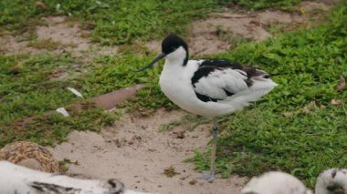 Yeşil bitki örtüsünün yanında kumlu zeminde duran siyah beyaz tüylü Pied Avocet, açık gagasını ve ince bacaklarını gösteriyor. Yüksek kalite 4k görüntü