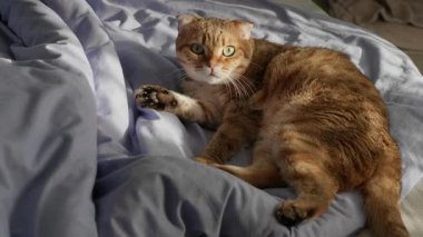 Kızıl kedi yatakta yatar, aniden ürker ve büyük, şaşkın yeşil gözlerle kameraya bakar. Yüksek kalite 4k görüntü