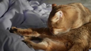 Kızıl kedi yatakta oturuyor ve sıcak güneş ışığı altında göbeğini tımar ediyor. Kendi kendine bakım rutinine odaklanmış ve rahatlamış. Yüksek kalite 4k görüntü