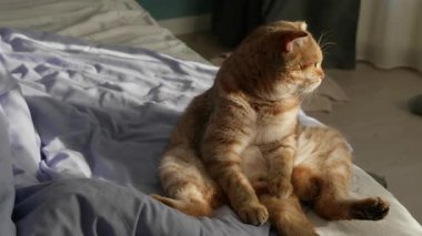Kızıl İskoç kedisi, sıcak güneş ışığı kürkünü aydınlatırken dikkatlice pencereden dışarı bakarak insan gibi bir pozda yatağın üzerinde dik oturur. Yüksek kalite 4k görüntü