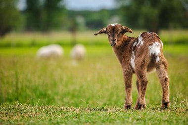 Kahverengi ve beyaz yavru keçi yaz otlağında dikilirken kameraya bakmak için başını çeviriyor. Yüksek kalite fotoğraf