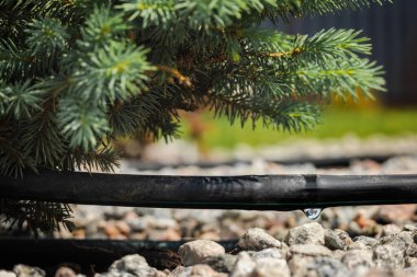 Drenaj sulama hortumu peyzajlı bir bahçede kozalaklı bir ağacı suluyor, görünürde bir su damlası ve tabanında çakıl saman var. Yüksek kalite fotoğraf