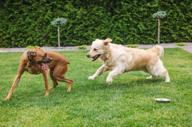 Golden Retriever ve Boxer köpeği bahçede neşeli bir şekilde birbirlerini kovaladılar. Yüksek kalite fotoğraf