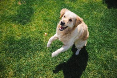 Neşeli Golden Retriever açık ağızlı ve heyecanlı bir ifadeyle havada zıplarken güneşli çimlerde küçük bir ziyafet yakalamaya çalışıyor. 