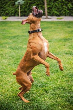 Enerjik boksör köpeği ağzı açık bir şekilde yükseğe zıplar, yeşil çimenlerin üzerinde oyun zamanı boyunca hevesle uzanır. Yüksek kalite fotoğraf