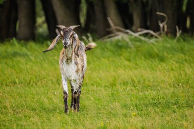 Uzun kulaklı benekli keçi ve kıvrımlı boynuzlar arka planda bir ormanla uzun yeşil otların arasında yürüyor. Yüksek kalite fotoğraf