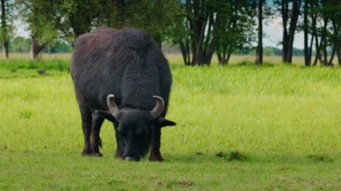 Yazın yemyeşil bir çayırda otlayan kıvrımlı boynuzları olan yalnız siyah bir bufalonun önü. Yüksek kalite 4k görüntü