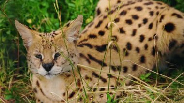Serval uzun çimenlerin üzerinde uzanıyor, başı yukarıda, benekli altın kürkünü ve doğal çevresindeki keskin bakışlarını gösteriyor. Yüksek kalite 4k görüntü