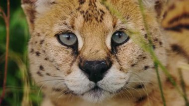 Yoğun yeşil gözleri ve benekli kürkü olan bir serval portresi. Uzun otların arasında dinlenirken doğrudan kameraya bakıyor. Yüksek kalite 4k görüntü