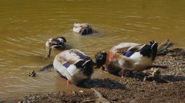 Birkaç yaban ördeği, doğal güneş ışığında yeşilimsi suyla dolu bir göletin çamurlu kıyısında içiyorlar ve amatörce uğraşıyorlar. Yüksek kalite 4k görüntü