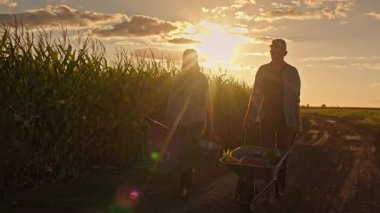 Gün batımında bir mısır tarlasının yanındaki kırsal yolda yürüyen erkek ve kadın, el arabasında taze sebzeler ve hasattan sonra metal bir kova taşıyorlar. Yüksek kalite 4k görüntü