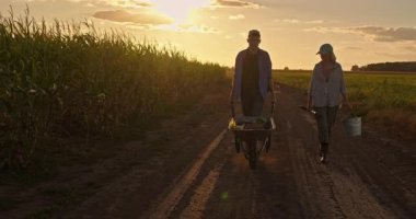 Genç bir adam ve kadın gün batımında toprak bir yolda yürüyorlar, mısır tarlasının yanında, bir kova taşıyorlar ve taze sebzelerle dolu bir el arabasını itiyorlar. Yüksek kalite 4k görüntü